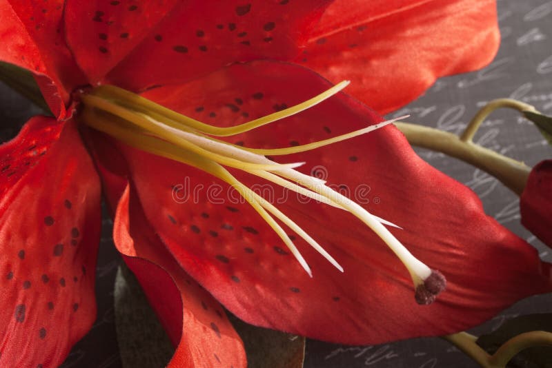 Macro of Red Tiger Lily on Script Written Background