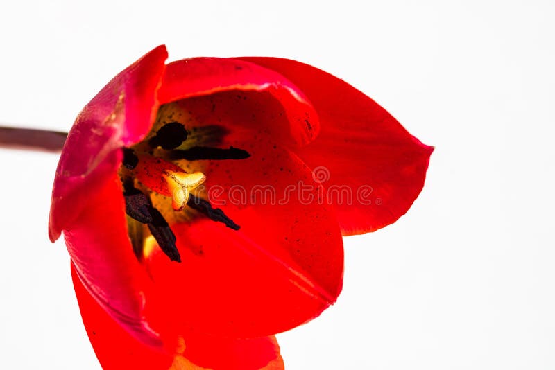 Macro ripresa da una tulipana isolata con tulipano rosso chiusa. dettagli di un fiore di tulipano rosso fotografia stock libera da diritti