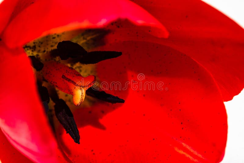 Macro ripresa da una tulipana isolata con tulipano rosso chiusa. dettagli di un fiore di tulipano rosso fotografie stock libere da diritti