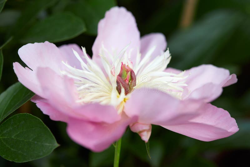 Macro rosa del fiore della peonia con le foglie verdi immagine stock Macro rosa del fiore della peonia con le foglie verdi immagine stock