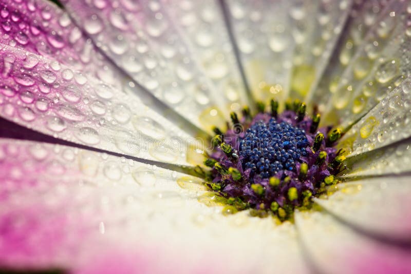 Macro rosada de la flor de la margarita de Gerber con las gotitas de agua en los pétalos fotografía de archivo Macro rosada de la flor de la margarita de Gerber con las gotitas de agua en los pétalos fotografía de archivo