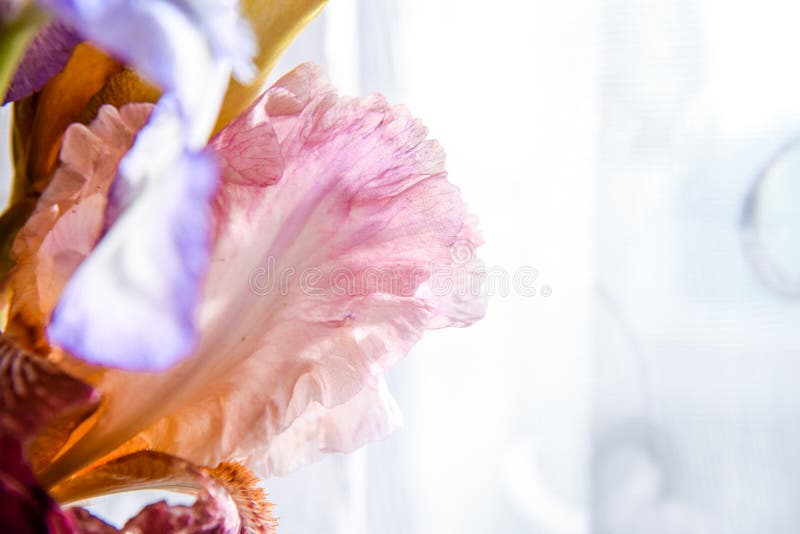 Macro rosada de la flor del iris en un fondo blanco de la textura Foco selectivo fotografía de archivo Macro rosada de la flor del iris en un fondo blanco de la textura Foco selectivo fotografía de archivo