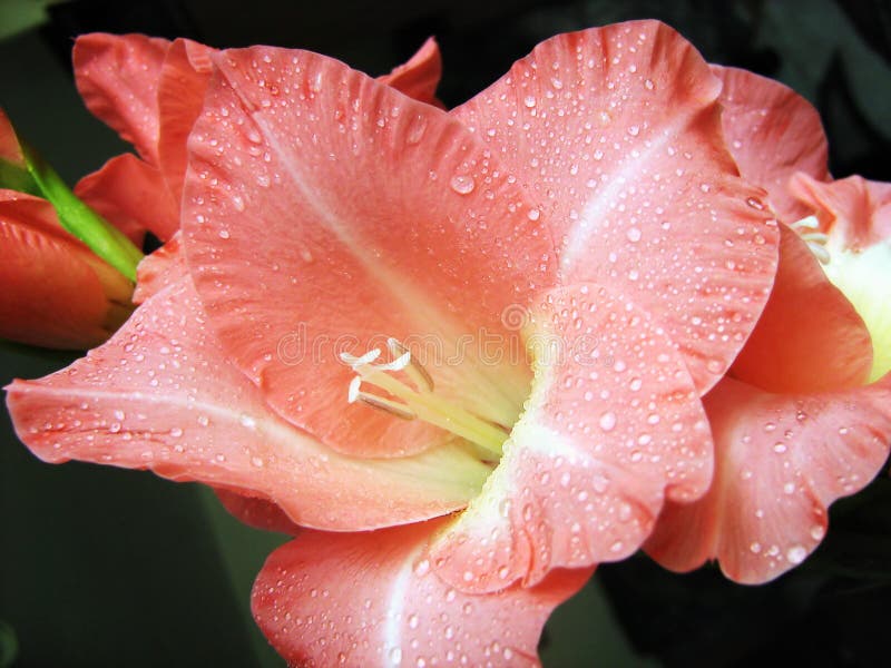 Macro rose de fleur de hybridus de glaïeul avec des baisses de rosée - lis d'épée photos libres de droits Macro rose de fleur de hybridus de glaïeul avec des baisses de rosée - lis d'épée photos libres de droits