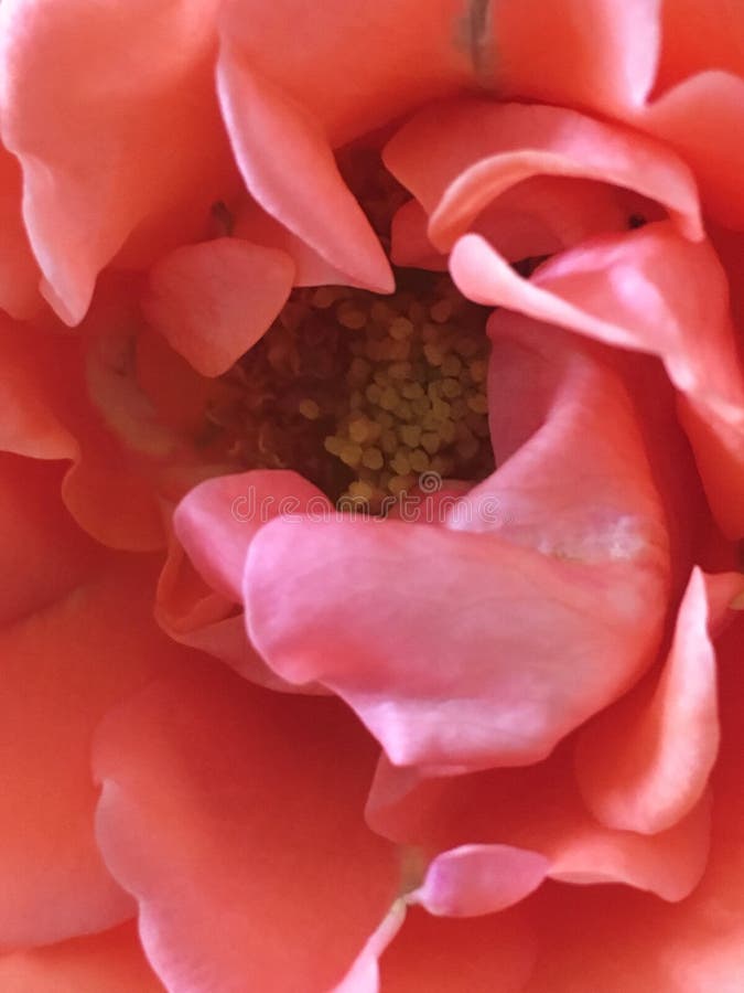Macro Rose rose photographie stock libre de droits Macro Rose rose photographie stock libre de droits