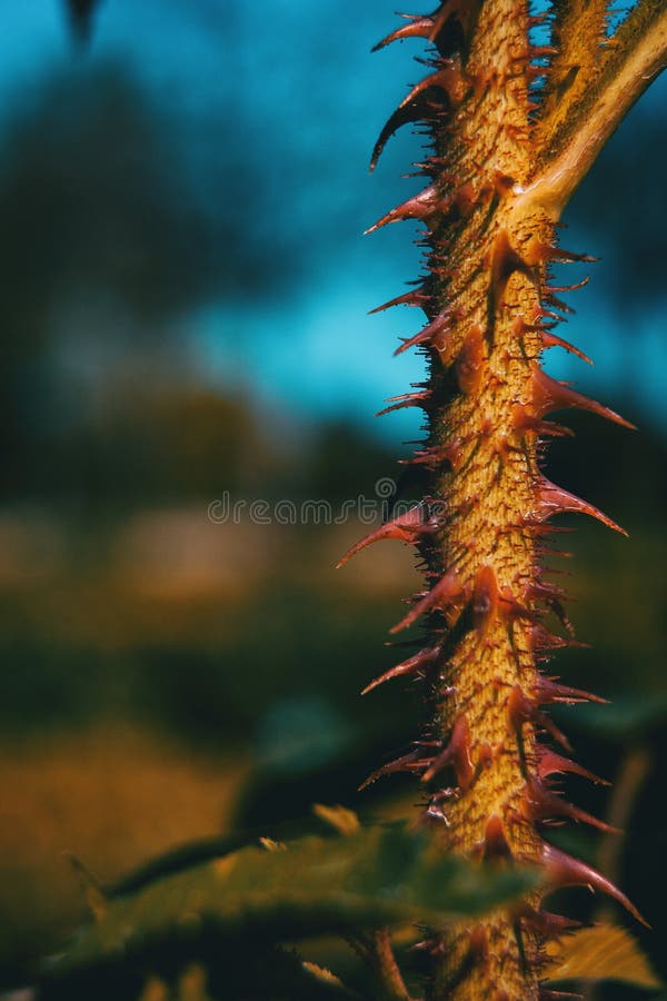 Rose Spines Close Up Macro Shot Stock Photo Image of flower, close