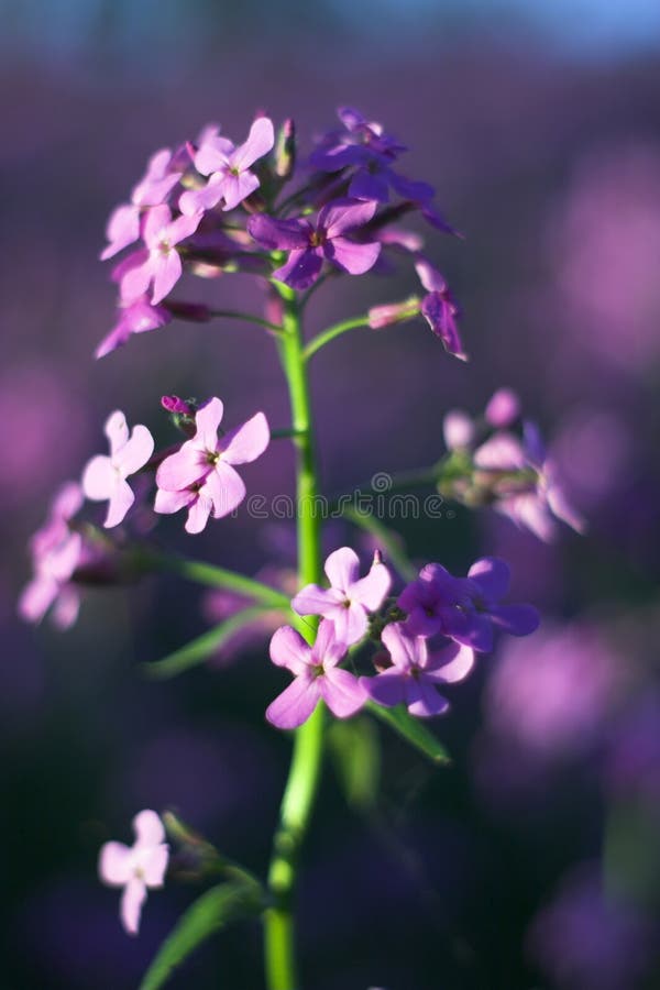Macro roze wilde bloemen stock afbeelding Macro roze wilde bloemen stock afbeelding