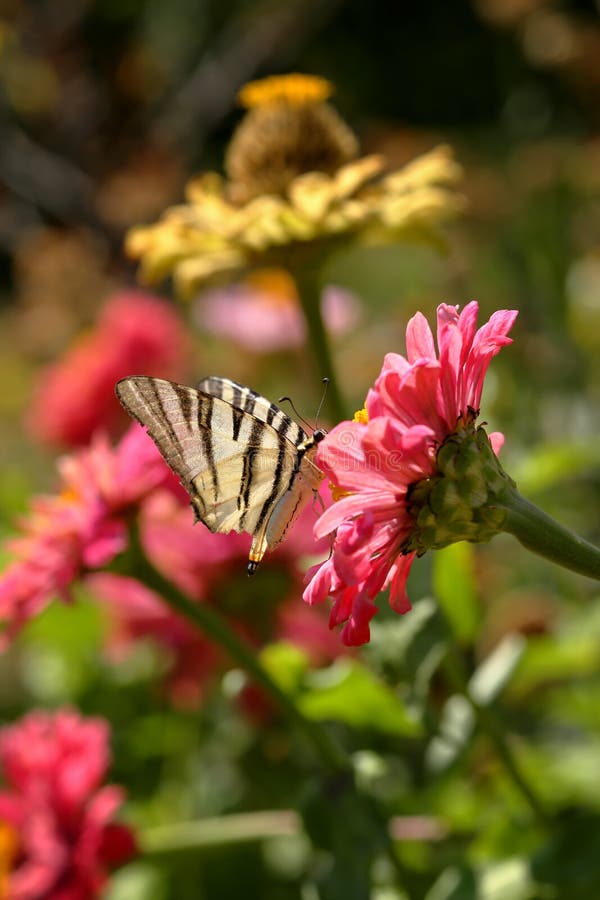 Macro of a Scarce Swallowtail Iphiclides Podalirius butterfly getting nectar on a pink Zinnia Elegans flower against blurred vib royalty free stock photo Macro of a Scarce Swallowtail Iphiclides Podalirius butterfly getting nectar on a pink Zinnia Elegans flower against blurred vib royalty free stock photo