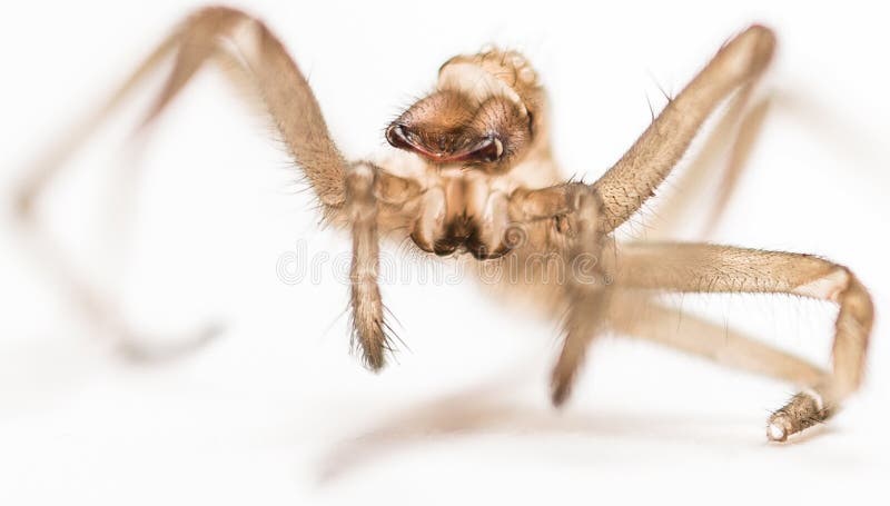 Macro scheletro del ragno