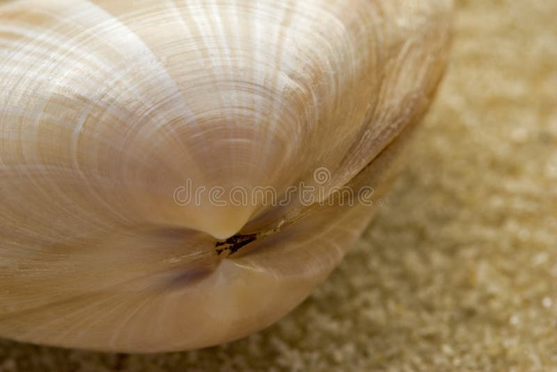 Macro detail of bivalve seashell on sand, tightly cropped with shallow depth of field. Bivalve shell stock images, royalty-free photos and pictures