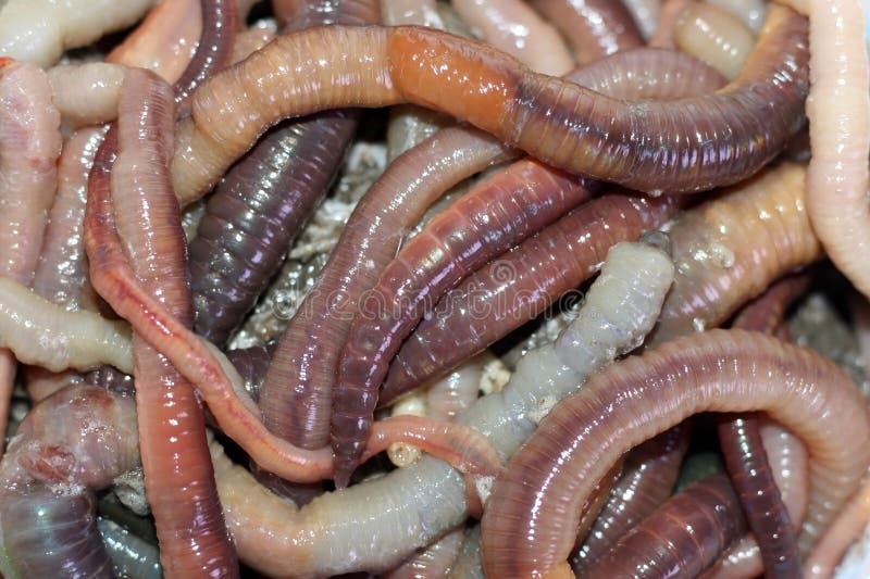 Dendrobaena Worms - COMPOSTING - LIVE BAIT - FISHING - REPTILE