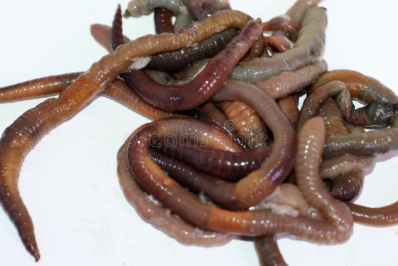 535 Live Earthworm Stock Photos - Free & Royalty-Free Stock Photos from  Dreamstime