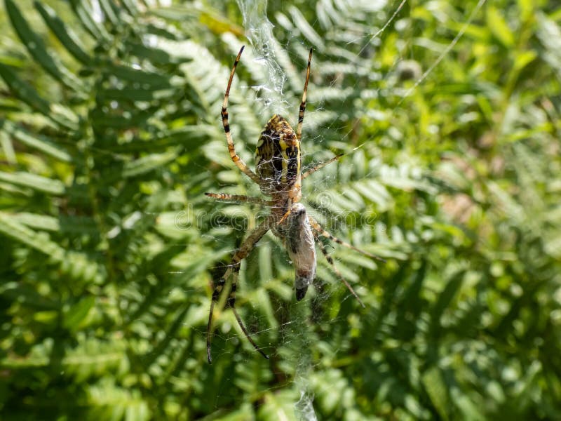 File:Spider-web-insect - West Virginia - ForestWander.jpg