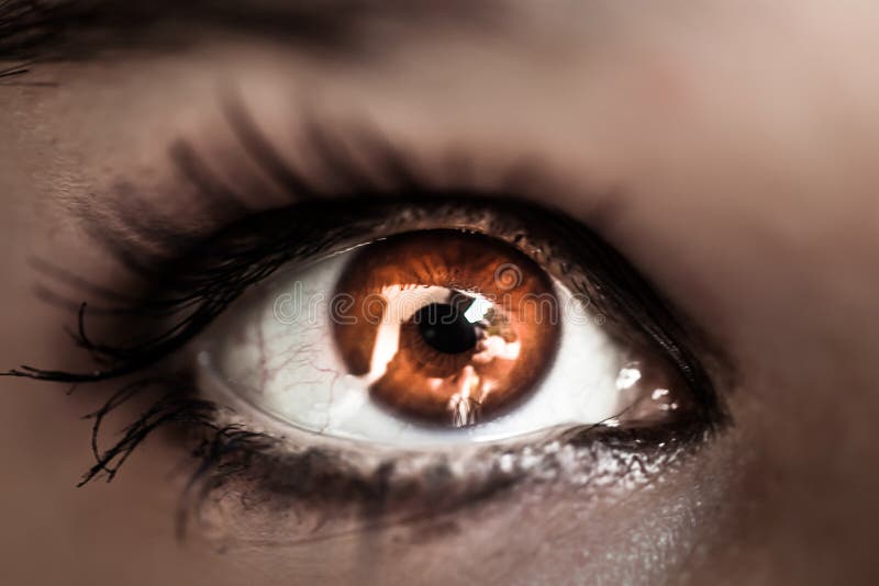 10,135 Amber Eyes Images, Stock Photos, 3D objects, & Vectors