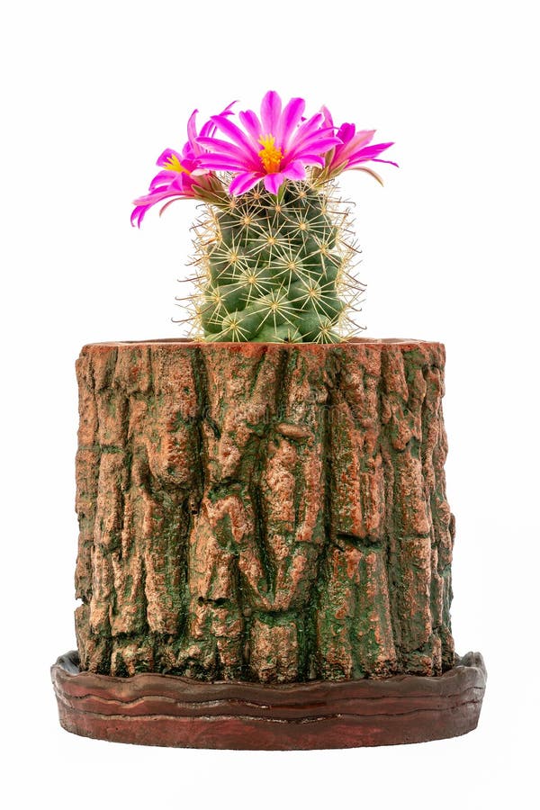 Beautiful pink blooming cactus flower isolate in brown flowerpot with white background