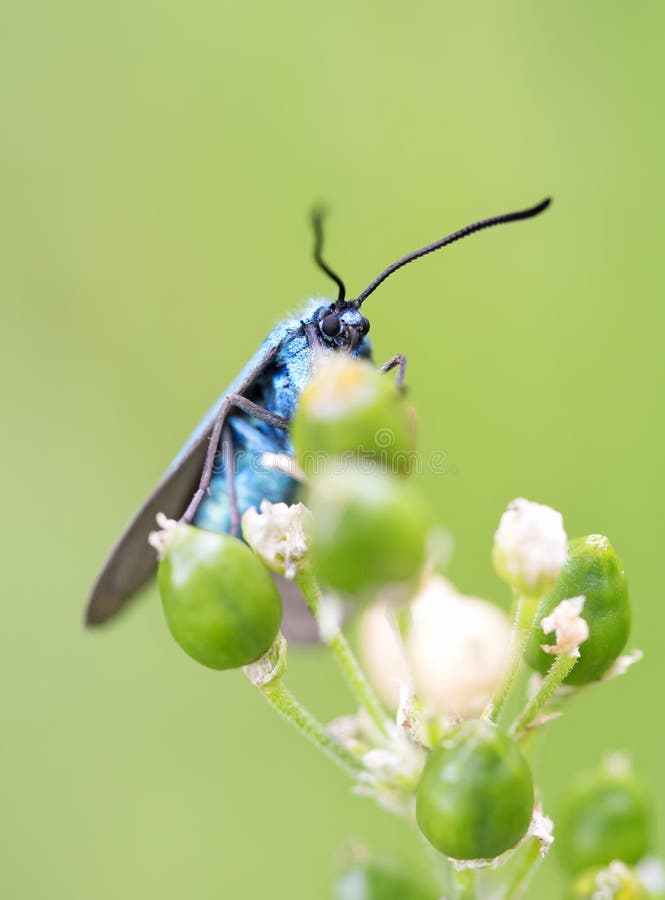 Macro shot of a blue bug royalty free stock images Macro shot of a blue bug royalty free stock images