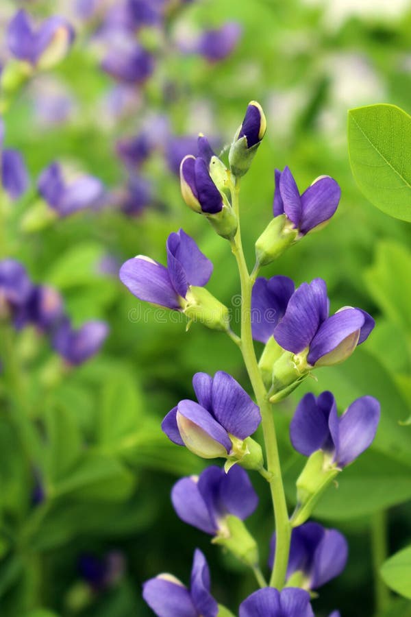 Close Up of a Branch of Flowering False Blue Indigo