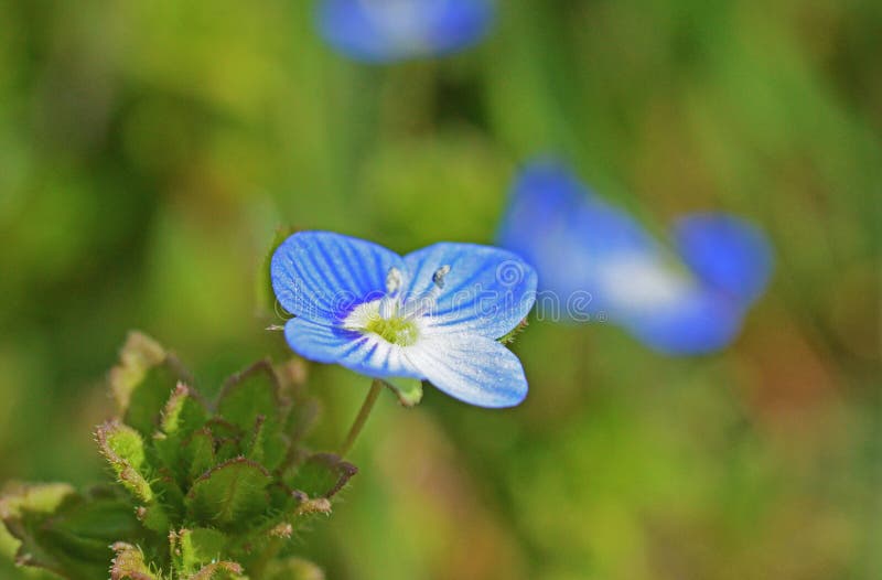 Closeup of a Veronica flower