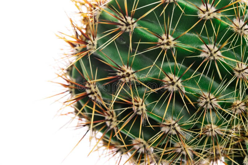Macro cactus thorns royalty free stock image