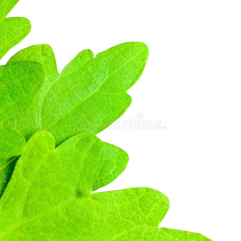 Macro shot of camomile leaves