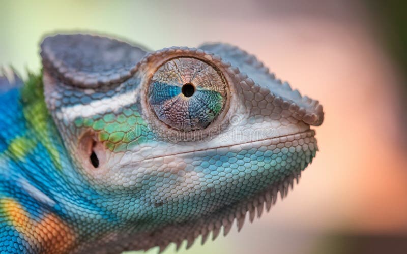 Macro Shot of a Chameleon S Eye with Vivid Colors Stock Illustration ...