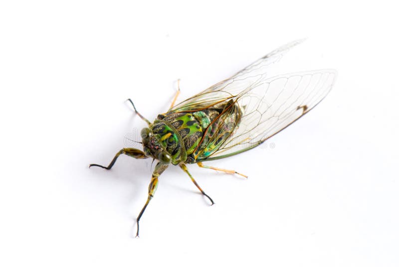 A macro shot of cicada