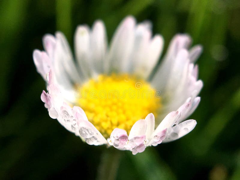 Macro Shot from Common Daisy Flower Stock Photo - Image of common