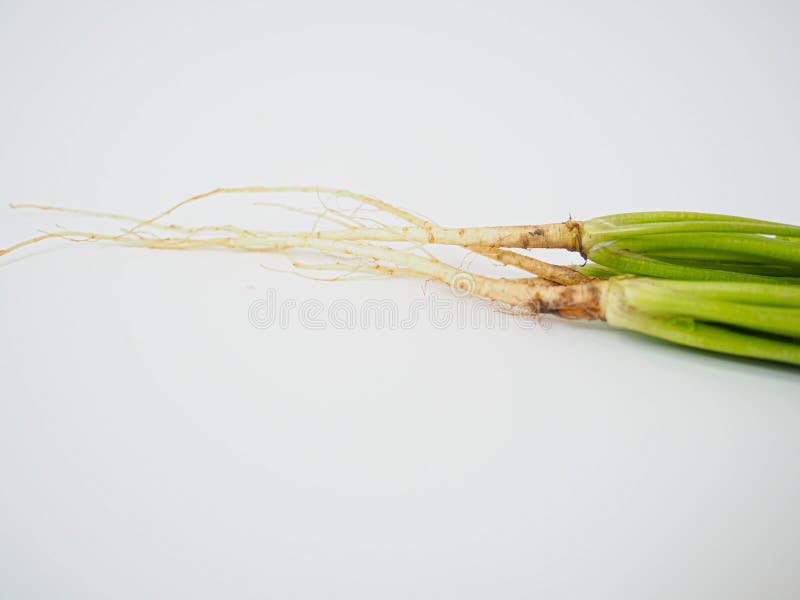Detailed view of fresh coriander roots and stems. Popular in Asian cooking and natural medicine, representing organic and raw ingredient themes. Out line drawing tree stock images, royalty-free photos and pictures