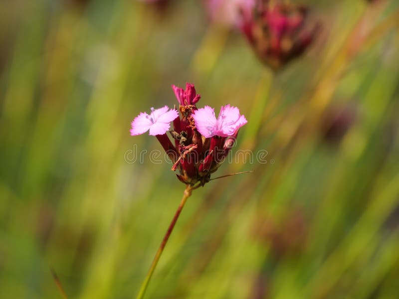 A macro shot of a dianthus flower in a field