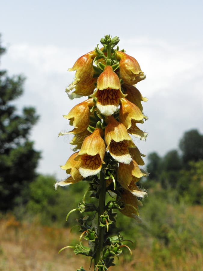 Closeup of Digitalis nervosa flower