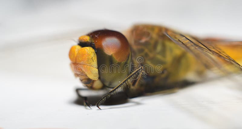 Macro shot of the eyes of a Dragonfly side view stock photography