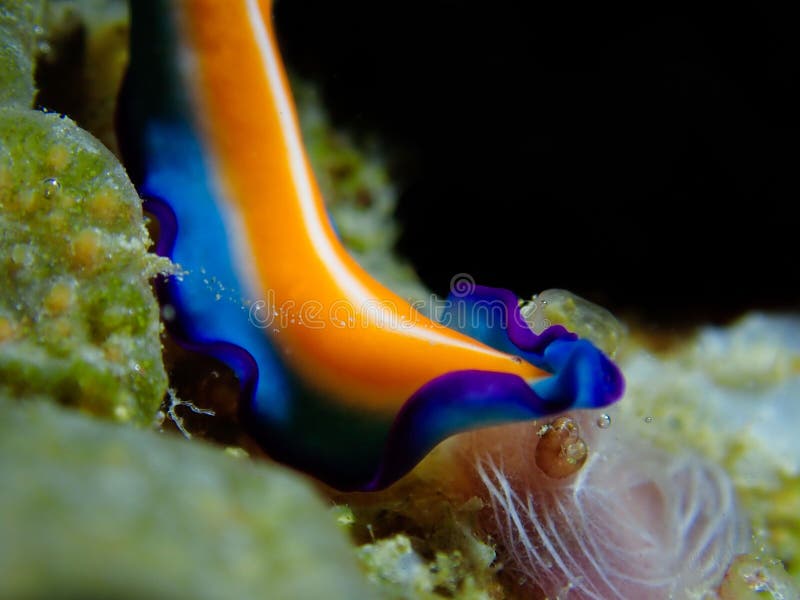 Macro shot of flatworms & x28;Pseudobiceros& x29; in the ocean water near corals