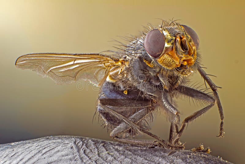 A macro shot of fly . Live housefly .Insect close-up. macro sharp and detailed fly compound eye surface. made with the