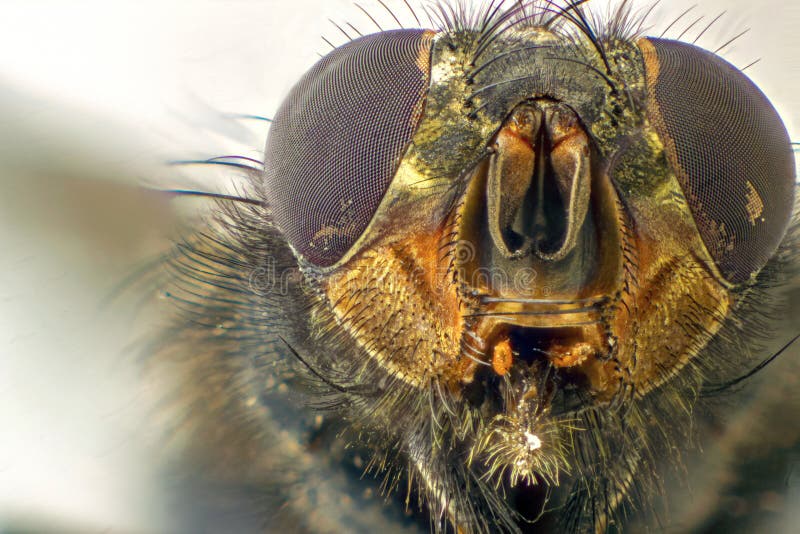 A macro shot of fly . Live housefly .Insect close-up. macro sharp and detailed fly compound eye surface. made with the