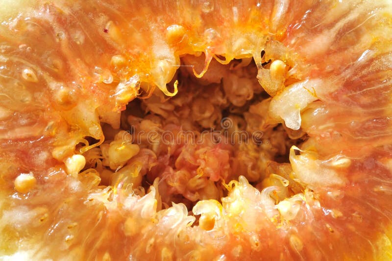 Macro shot of fresh fig fruit