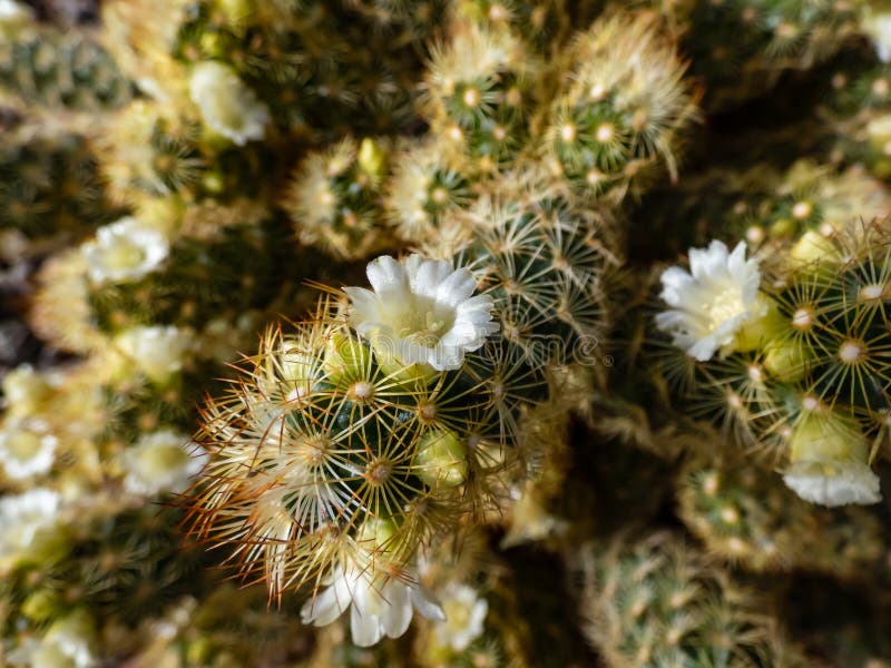 Macro Shot Of The Gold Lace Cactus Or Ladyfinger Cactus Mammillaria