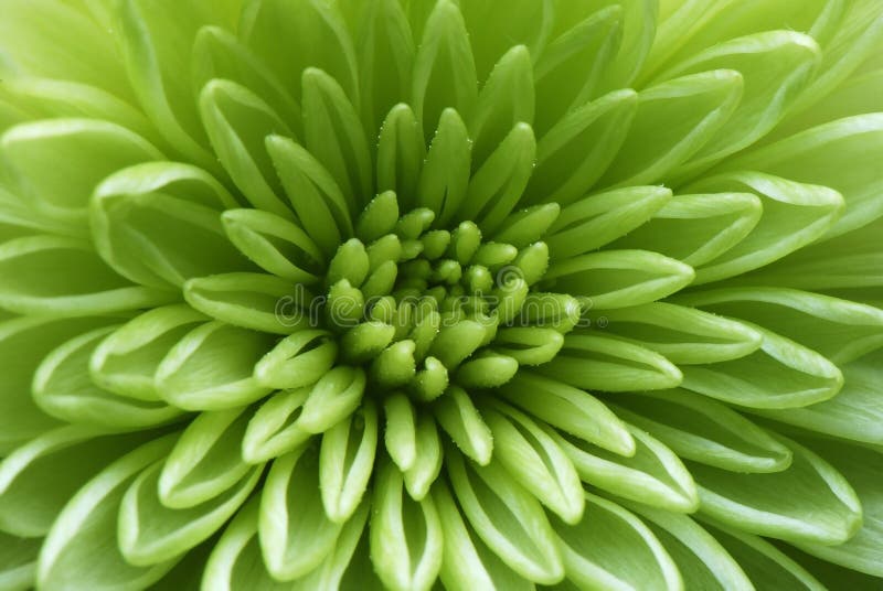 L'immagine di un fiore verde con un obiettivo macro, una vetrina di modelli astratti.