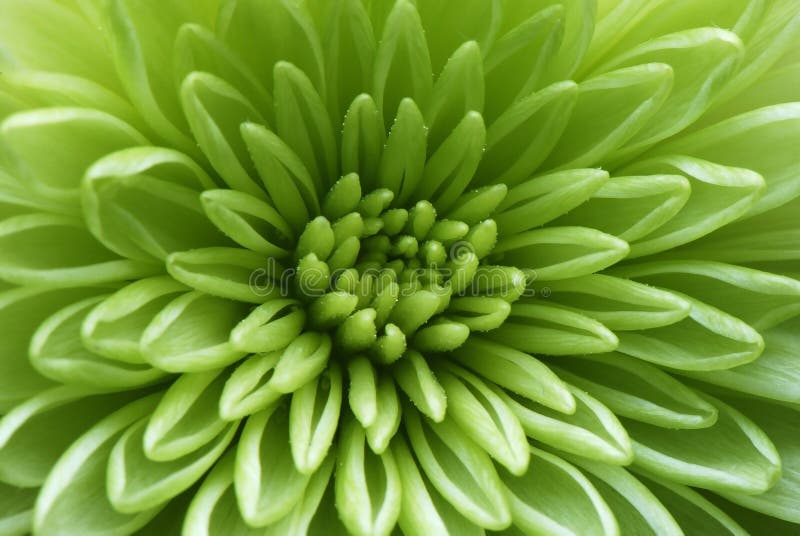 Macro shot of a green flower