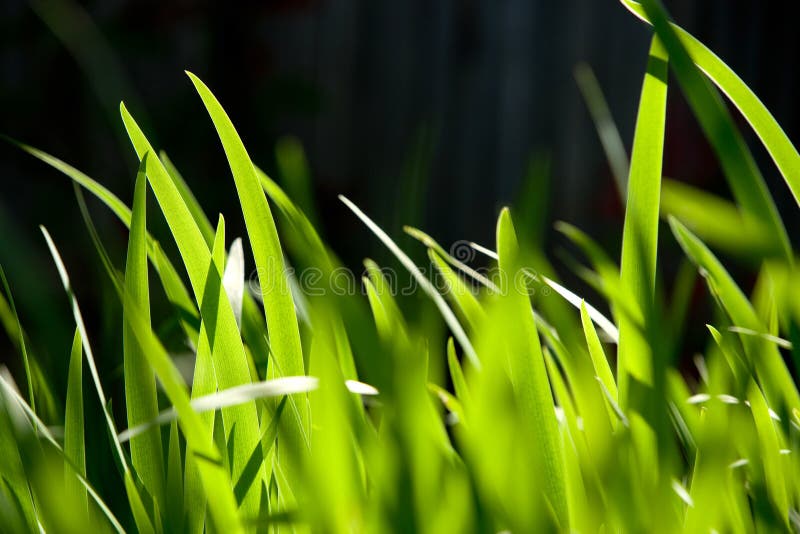 Macro shot of green grass stock photo. Image of green - 9022044