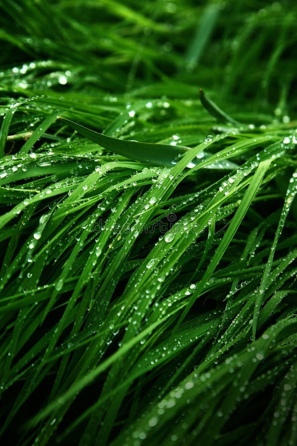 A Macro Shot of Green Grass Covered with Dew Drops in the Spring. Green