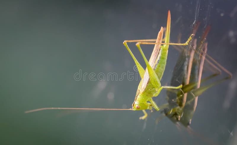 Macro shot of a green grasshopper with a reflection on a glass surface. stock photo
