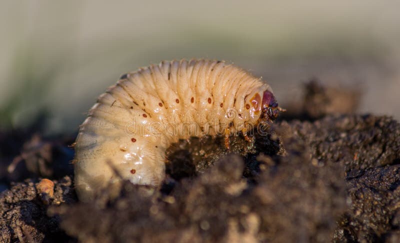 Grubworm Stock Photos - Free & Royalty-Free Stock Photos from