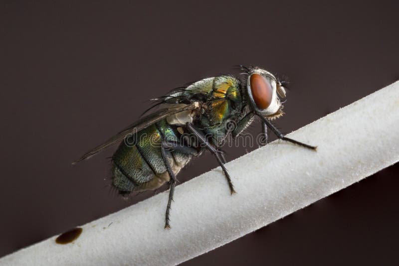 A macro shot of a house fly royalty free stock photo A macro shot of a house fly royalty free stock photo