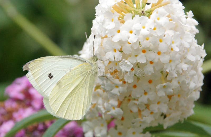 123,807 White Butterfly Photos Free & RoyaltyFree Stock Photos from