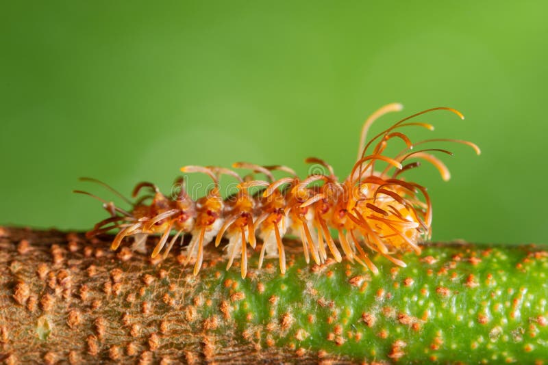 Macro Shot of a Myriapoda on a Branch Stock Image Image of insect