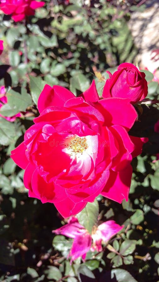 A macro shot of a pink English Rose royalty free stock images A macro shot of a pink English Rose royalty free stock images