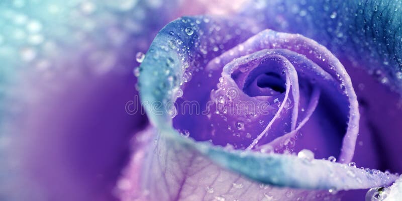 Purple rose closeup with water drops. Holiday background. stock photos Purple rose closeup with water drops. Holiday background. stock photos