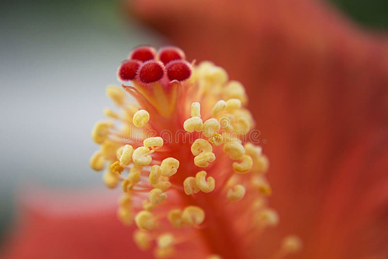 Macro Shot of Red Flower