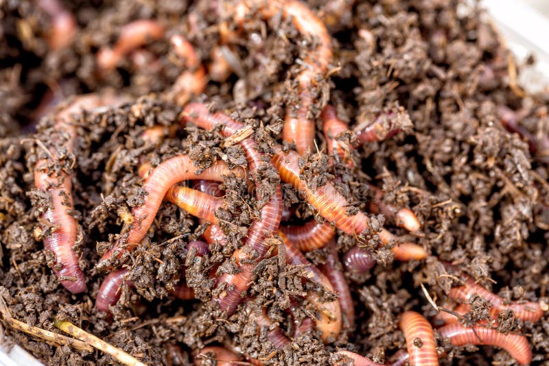 1,580 Live Worms Stock Photos - Free & Royalty-Free Stock Photos from  Dreamstime