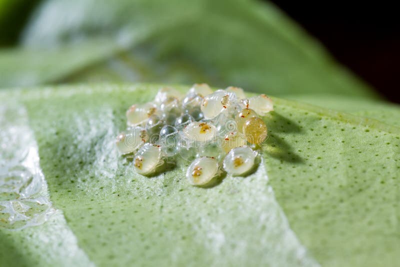 Macro shot of a small grouping of recently hatched spider mites on the undere of a green leaf. Macro shot of a small grouping of recently hatched spider mites on the undere of a green leaf