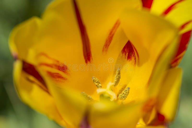 Macro Shot of Stamen of Selective Sort of Yellow-Red National Dutch Tulip. S Growing in National Park Keukenhof in Netherlands.Horizontal Image royalty free stock images Macro Shot of Stamen of Selective Sort of Yellow-Red National Dutch Tulip. S Growing in National Park Keukenhof in Netherlands.Horizontal Image royalty free stock images